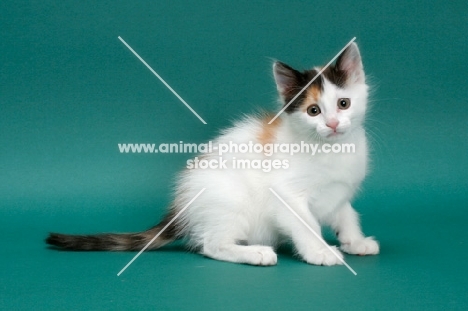 Torbie & White Turkish Van kitten
