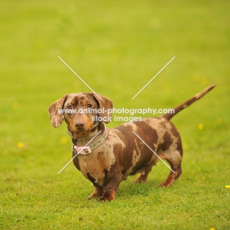 chocolate dapple Dachshund