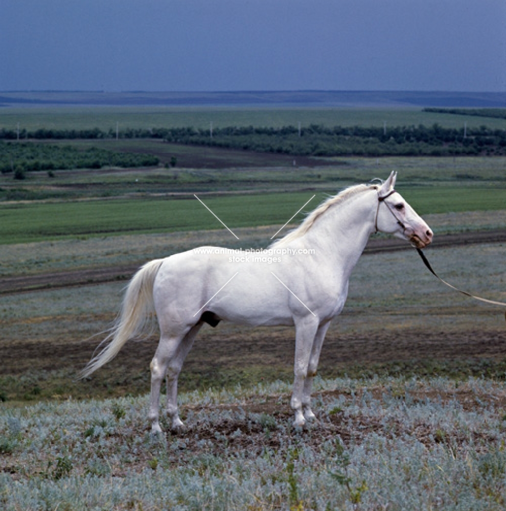 simvol, tersk stallion at stavropol stud, russia