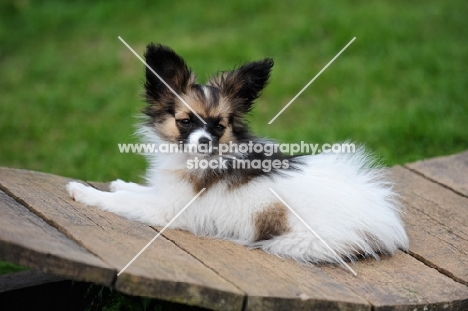 Papillon lying on wood