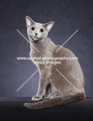 Russian Blue sitting on grey background