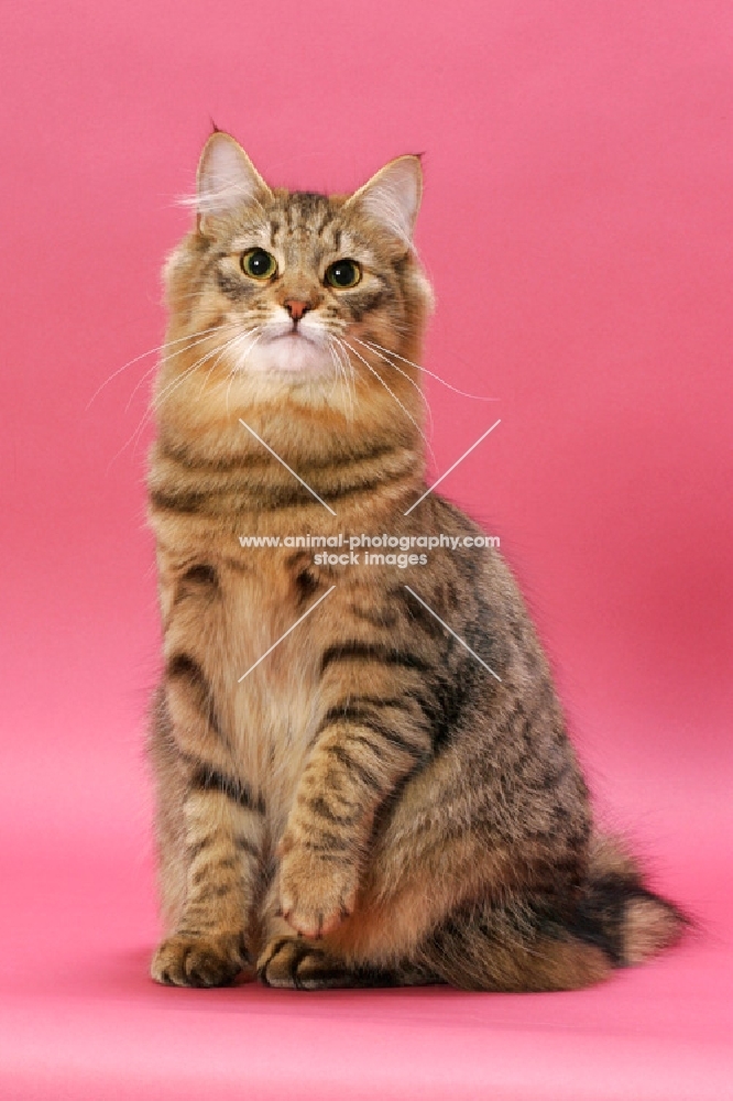 Brown Mackerel Tabby Norwegian Forest Cat
