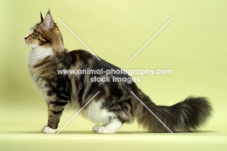 Brown Classic Tabby & White Maine Coon, standing, side view