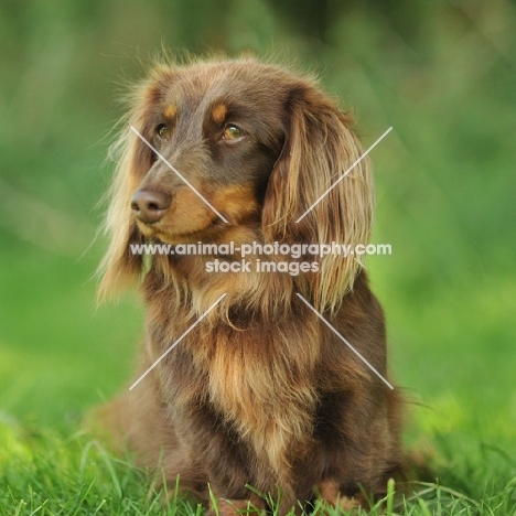 Dachshund (longhair miniature)