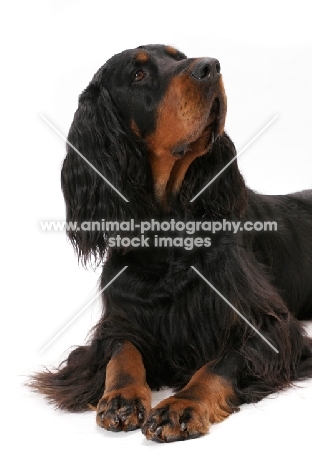 Australian Champion Gordon Setter, looking up