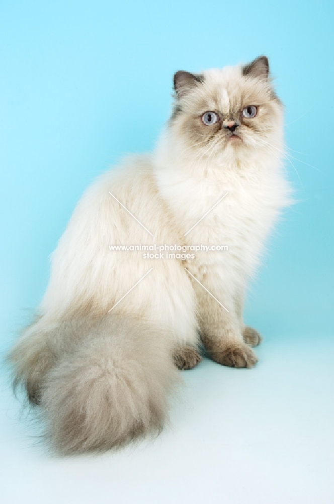 blue cream tabby colourpoint cat. (Aka: Persian or Himalayan)