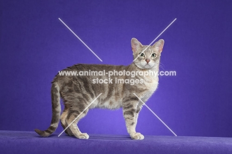 marble Australian Mist cat on periwinkle background