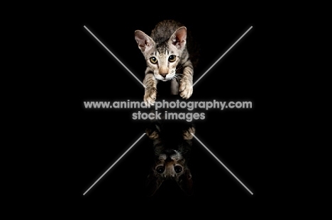 peterbald kitten taking a leap