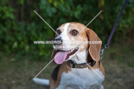 Happy Beagle with Greenery Background.