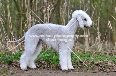 posed Bedlington Terrier