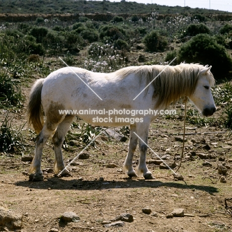 skyros pony mare with rope around her neck on skyros island, greece