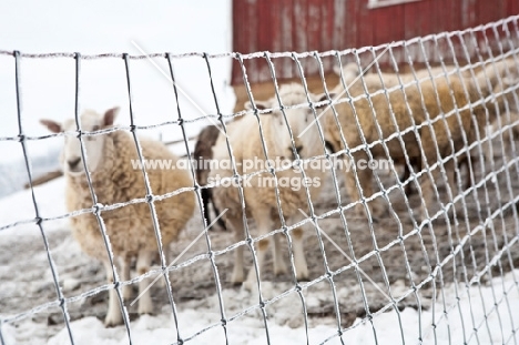 sheep in winter