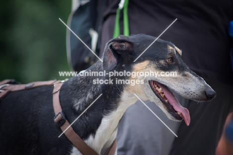 head profile shot of a polish sighthound