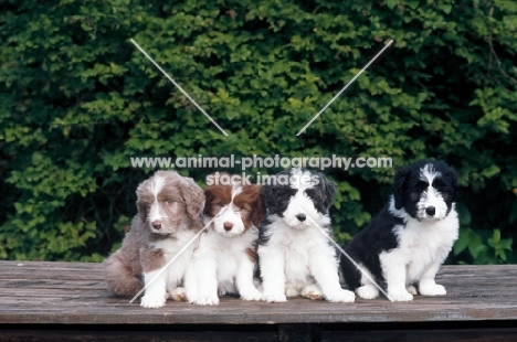 bearded collie puppies at 7 weeks in all colours
