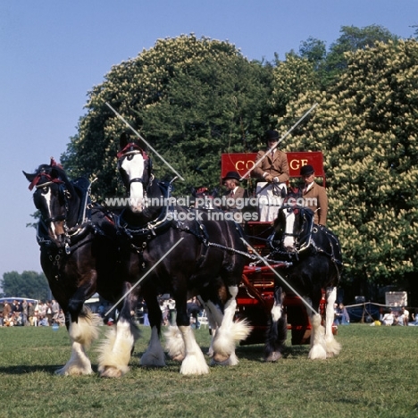 shire horses, heavy turnout at windsor show