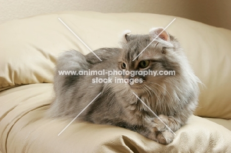 American Curl on sofa