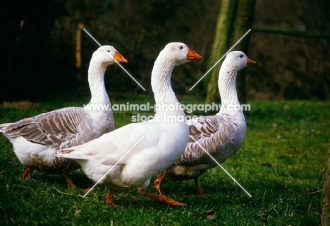 three pilgrim geese walking together