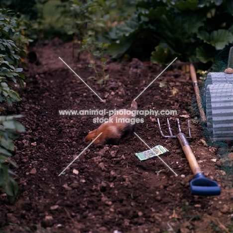 norfolk terrier puppy digging in vegetable garden