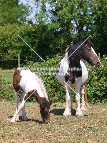 Piebald horse with foal