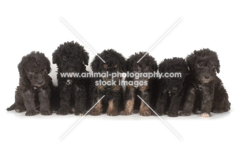 6 black Bedlington Terrier puppies