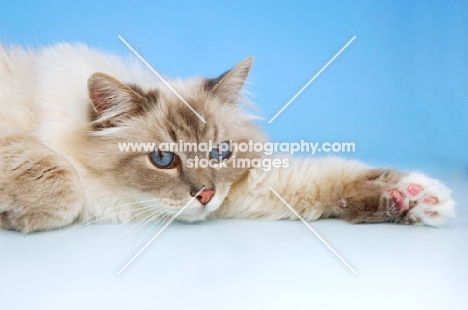 blue tabby point birman resting