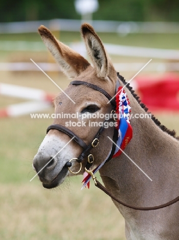 Donkey wearing rosette and bridle