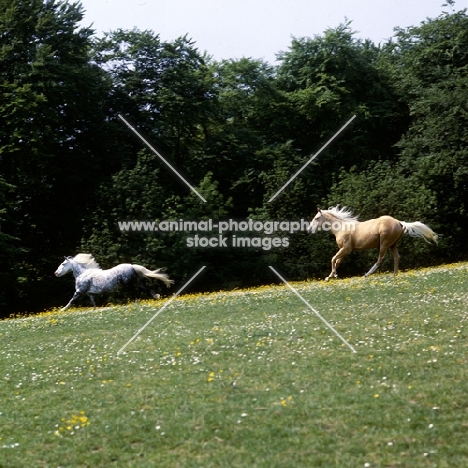 yearlings, palomino and welsh mountain pony cantering