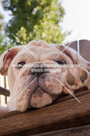 Bulldog resting on chair