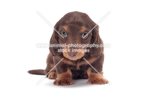 Chocolate Tan coloured longhaired miniature Dachshund puppy, front view