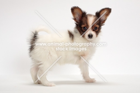 Papillon puppy, side view on white background