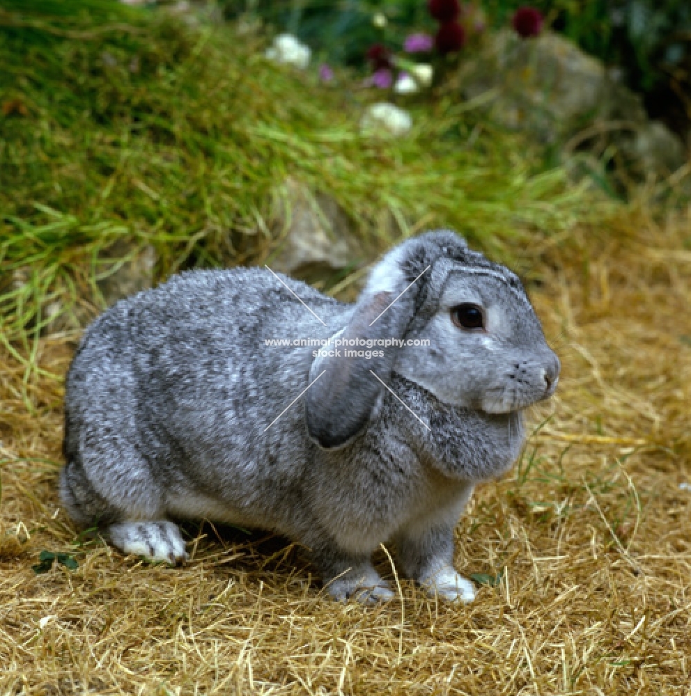 dwarf lop eared rabbit in a garden