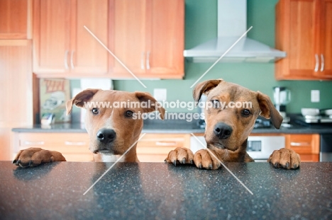 littermate brothers in kitchen