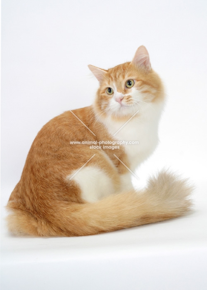 Red Mackerel Tabby & White Siberian cat