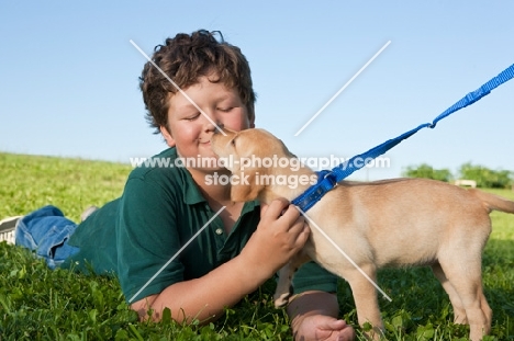 Labrador puppy licking boy