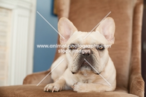French Bulldog sitting on brown chair with one paw tucked.
