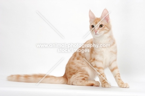 Turkish Angora cat sitting, red silver tabby colour