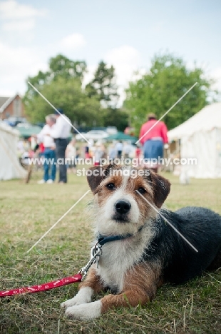 Mongrel on grass, on lead