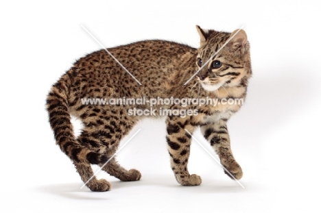 Geoffroy's cat turning in studio, Golden Spotted Tabby colour