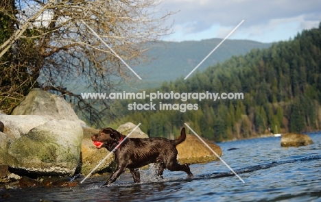 Chocolate Lab retrieving ball in water.