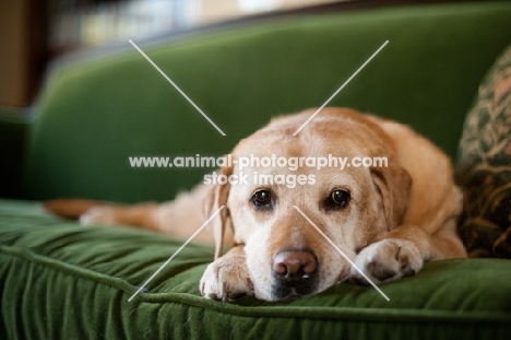 Senior Yellow Lab lying down on green couch.