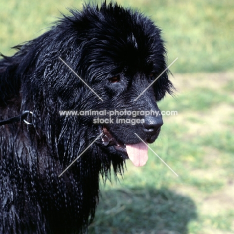 newfoundland head portrait