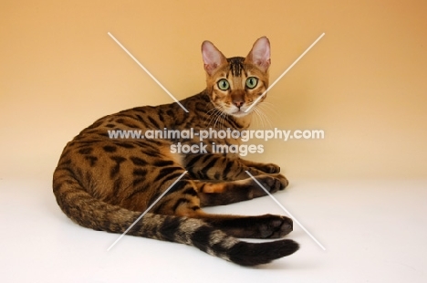 brown spotted bengal lying down 