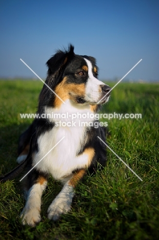 black tri colour australian shepherd with a serious look, resting in the grass