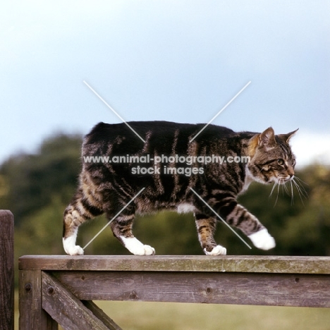 pet manx cat walking along the top of  a gate
