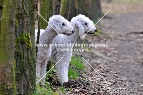 Bedlington Terriers in forest