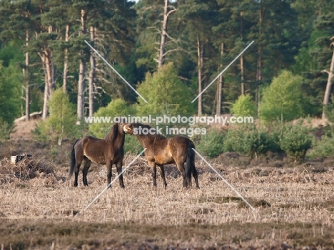 Exmoor Ponies looking at each other