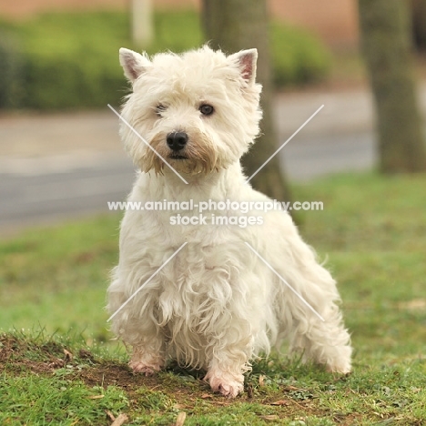 West Highland White dog outside