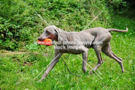 Weimaraner with dummy