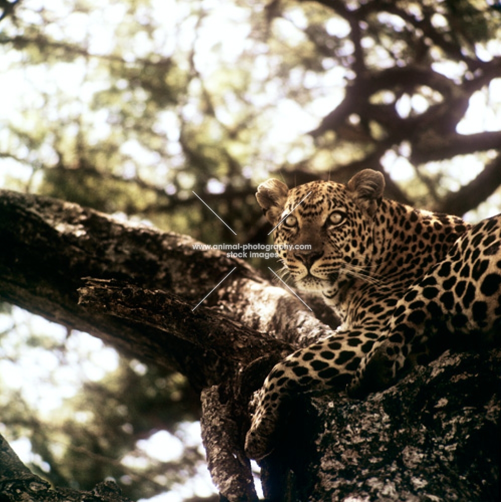 leopard in a tree in east africa