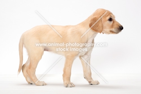 cute Saluki puppy